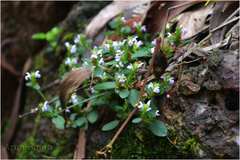 Justicia procumbens